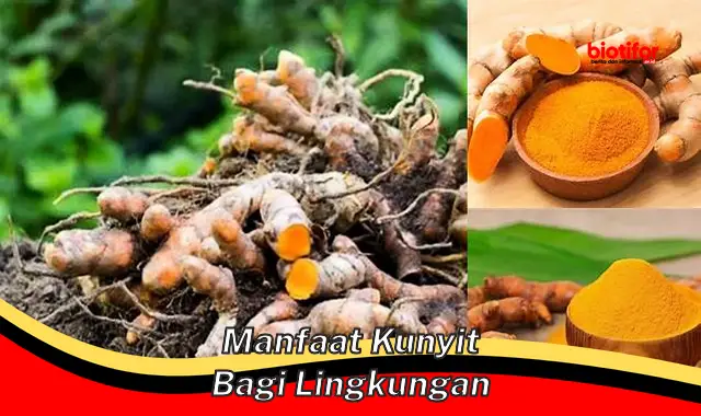 5 Manfaat Kunyit Bagi Lingkungan Yang Jarang Diketahui