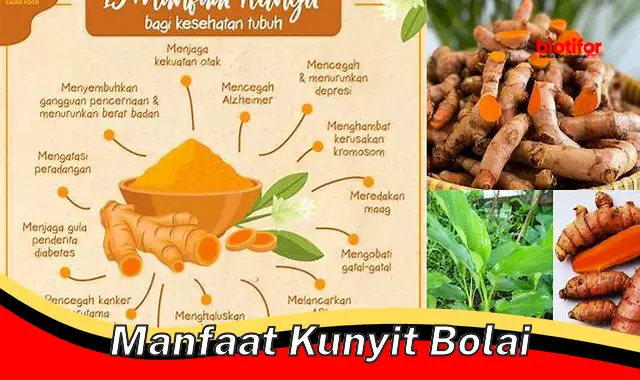 manfaat kunyit bolai