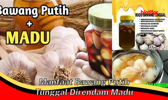 manfaat bawang putih tunggal direndam madu