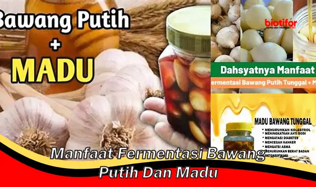 manfaat fermentasi bawang putih dan madu