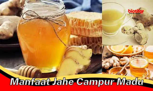 manfaat jahe campur madu