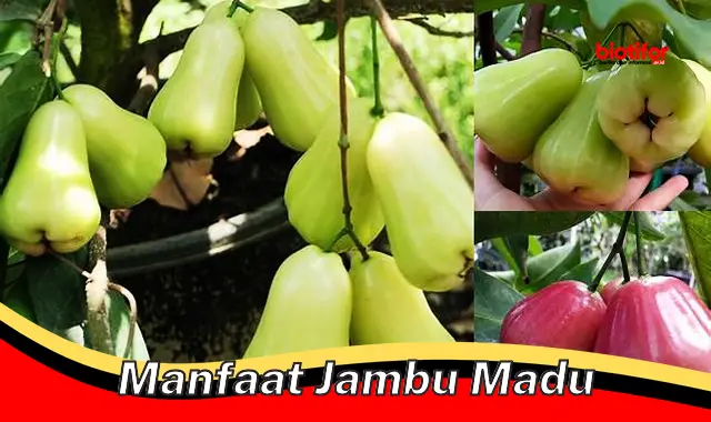 Temukan Manfaat Jambu Madu yang Jarang Diketahui