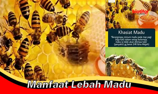 manfaat lebah madu