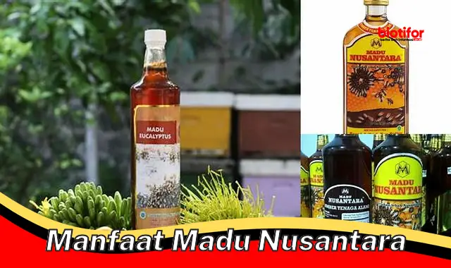 manfaat madu nusantara