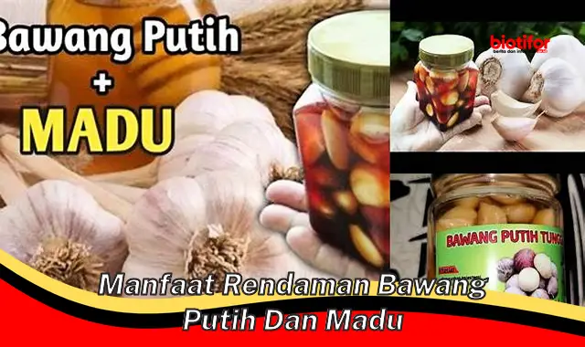 manfaat rendaman bawang putih dan madu