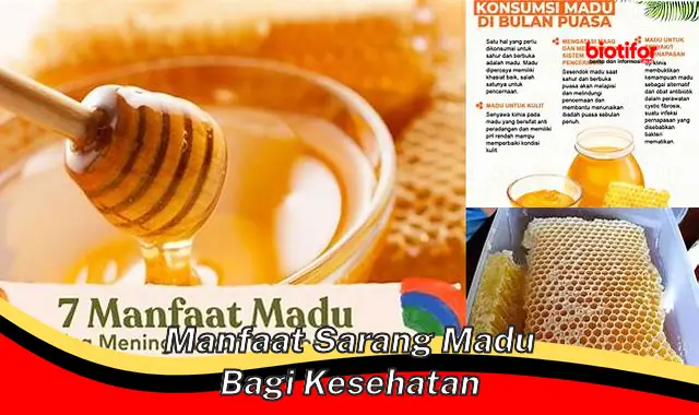 manfaat sarang madu bagi kesehatan