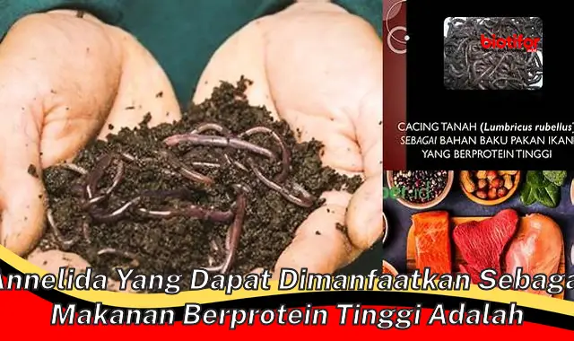 annelida yang dapat dimanfaatkan sebagai makanan berprotein tinggi adalah