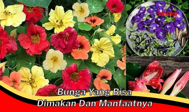 bunga yang bisa dimakan dan manfaatnya