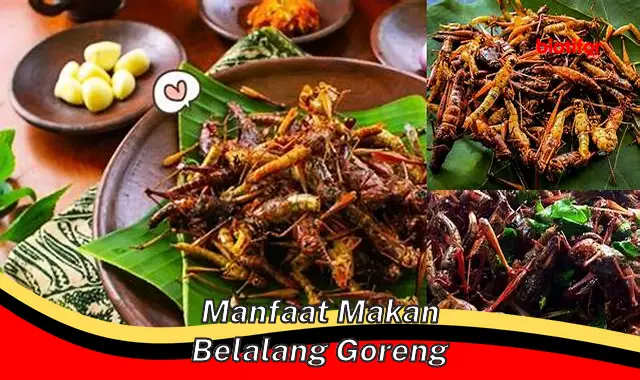 manfaat makan belalang goreng