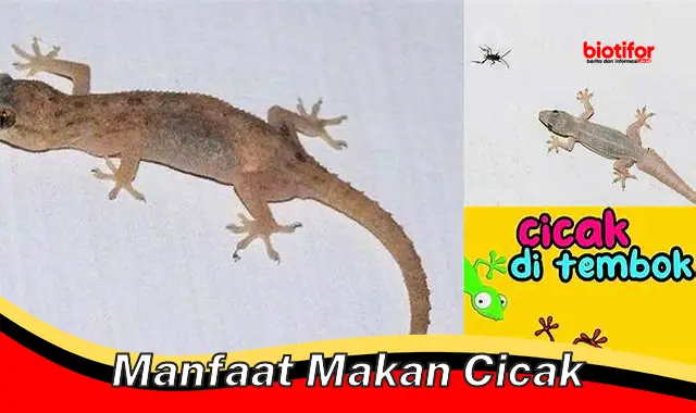 manfaat makan cicak