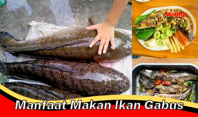 manfaat makan ikan gabus