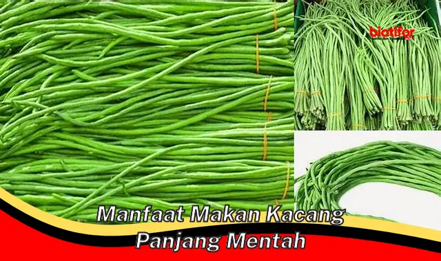 manfaat makan kacang panjang mentah