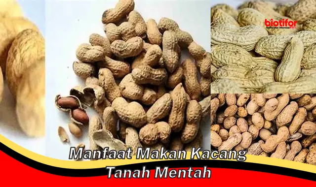 manfaat makan kacang tanah mentah