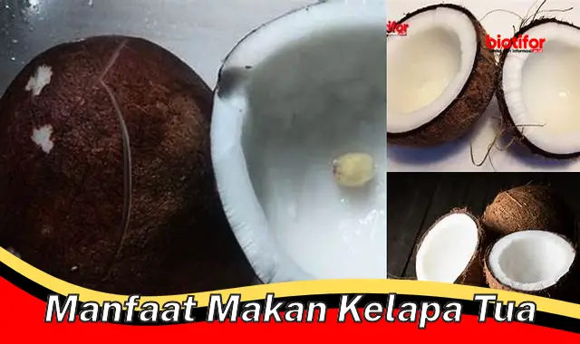 manfaat makan kelapa tua