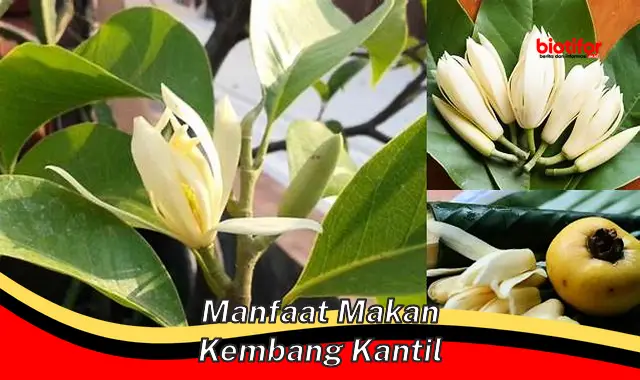 manfaat makan kembang kantil