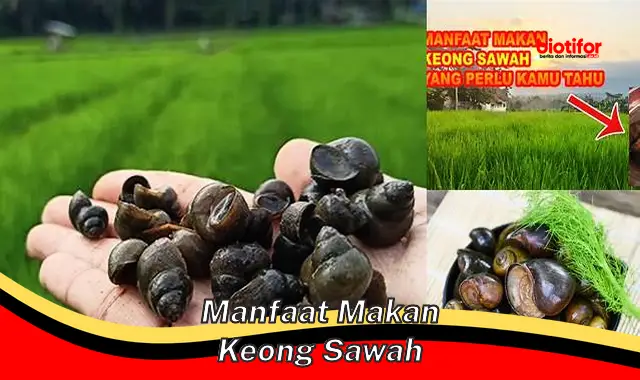 manfaat makan keong sawah