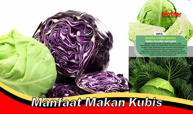 manfaat makan kubis