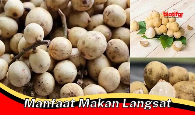 manfaat makan langsat