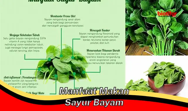 manfaat makan sayur bayam