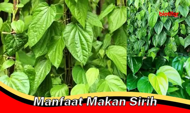 manfaat makan sirih