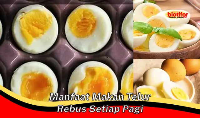 Temukan 5 Manfaat Makan Telur Rebus Setiap Pagi Yang Jarang Diketahui