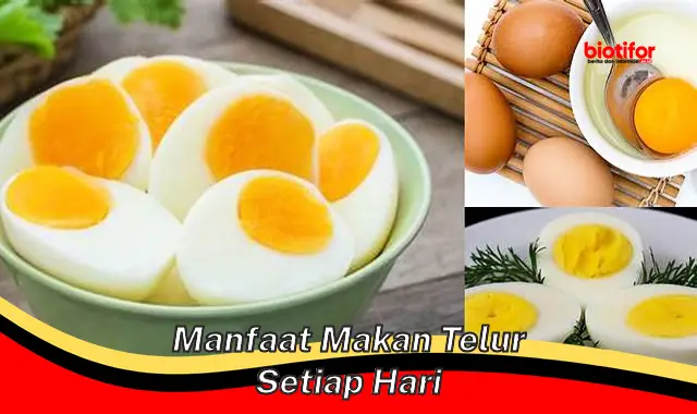 Temukan Manfaat Rahasia Makan Telur Setiap Hari Yang Jarang Diketahui