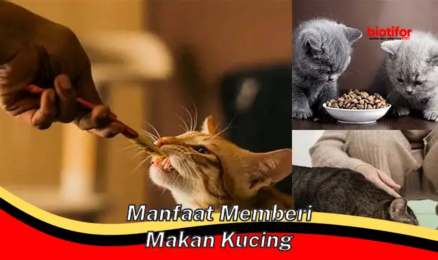 manfaat memberi makan kucing