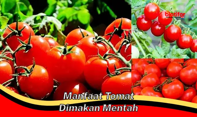 manfaat tomat dimakan mentah