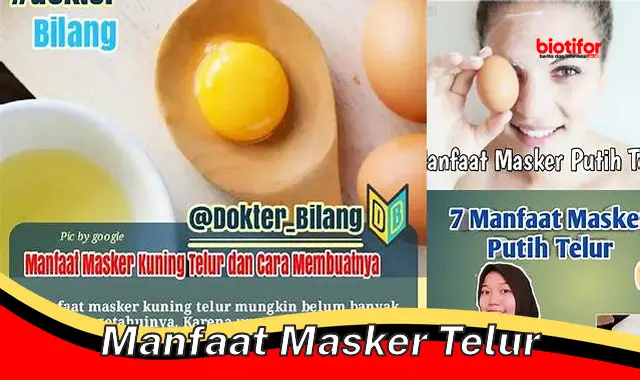 5 Manfaat Masker Telur Yang Jarang Diketahui Biotifor