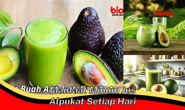 manfaat minum jus alpukat setiap hari