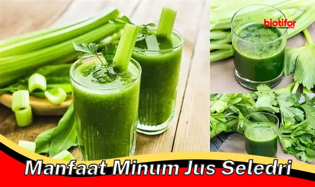 manfaat minum jus seledri