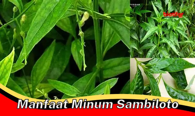 manfaat minum sambiloto