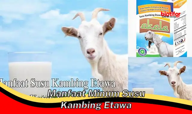 manfaat minum susu kambing etawa