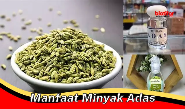 Temukan Manfaat Minyak Adas yang Jarang Diketahui