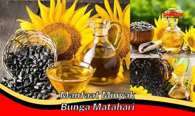 manfaat minyak bunga matahari