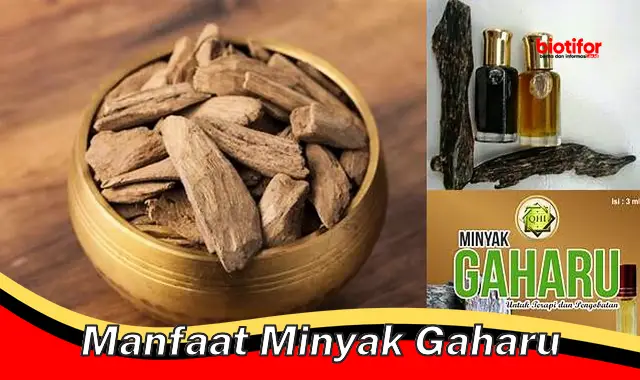 manfaat minyak gaharu