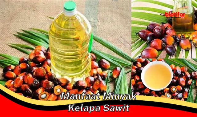 manfaat minyak kelapa sawit