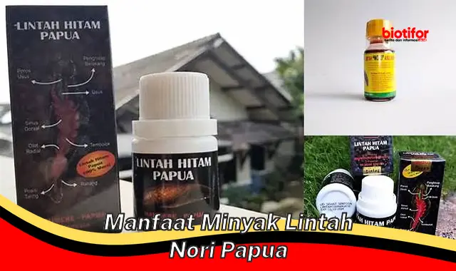 manfaat minyak lintah nori papua