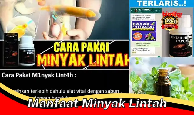 manfaat minyak lintah