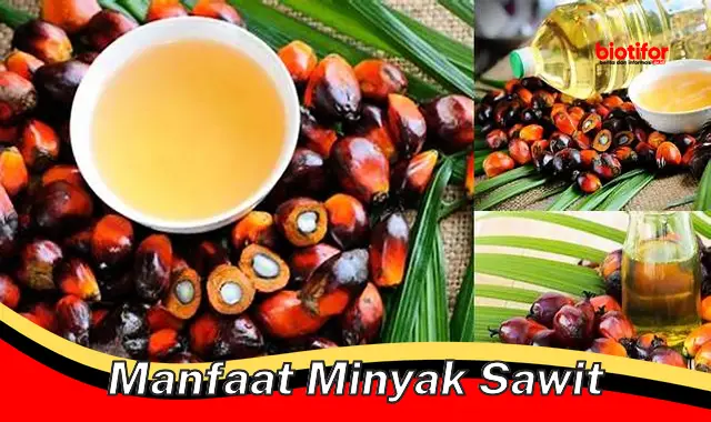 manfaat minyak sawit