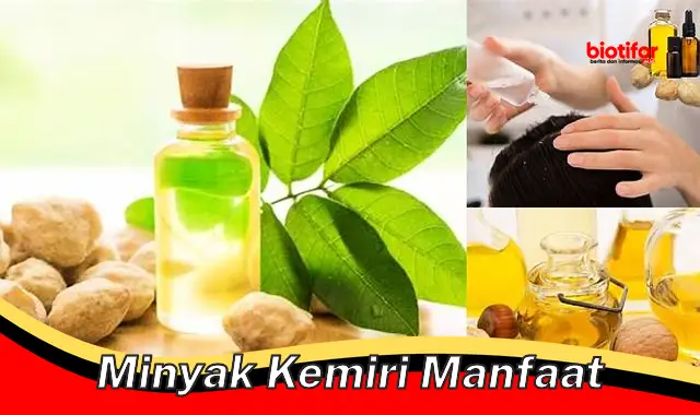 Temukan Khasiat Minyak Kemiri yang Jarang Diketahui - Biotifor