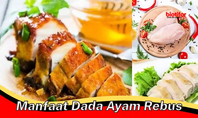 manfaat dada ayam rebus