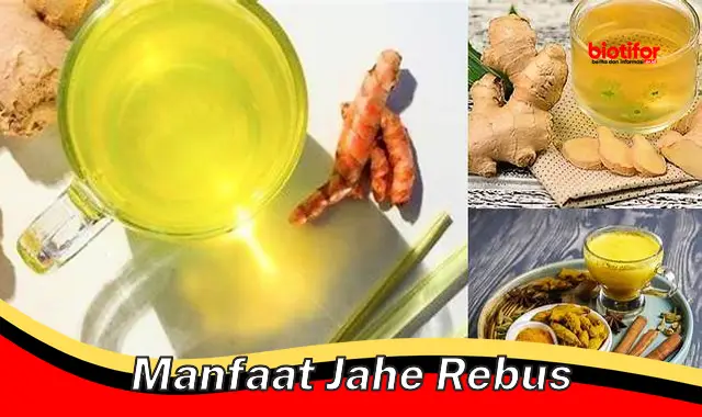 Manfaat Rebusan Jahe yang Jarang Diketahui & Menakjubkan