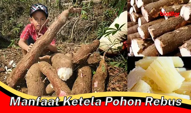 manfaat ketela pohon rebus