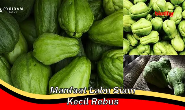 manfaat labu siam kecil rebus