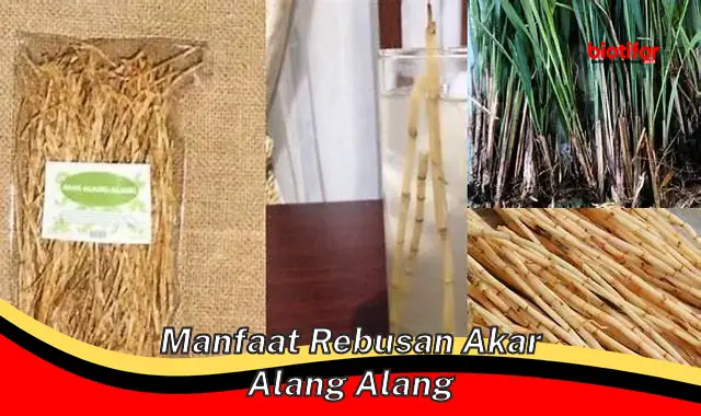 manfaat rebusan akar alang alang