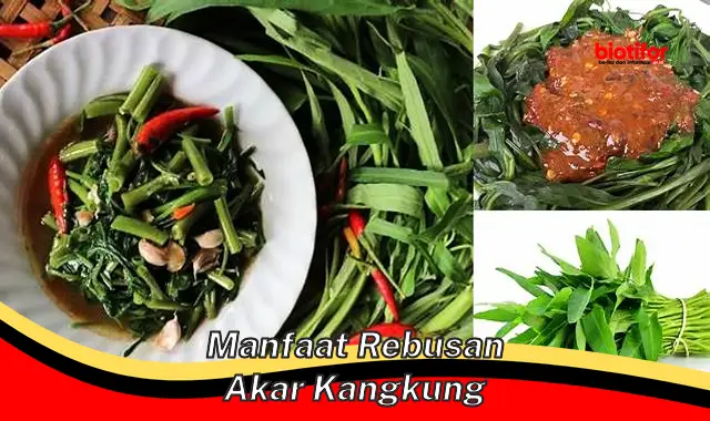 manfaat rebusan akar kangkung