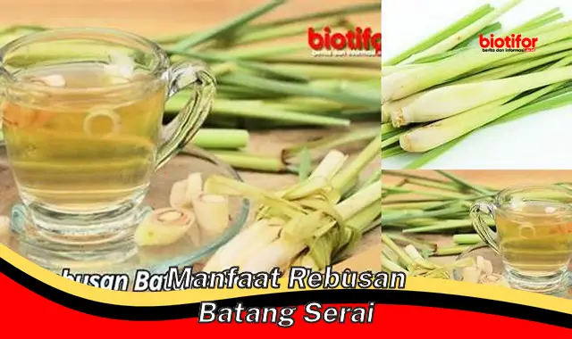 manfaat rebusan batang serai