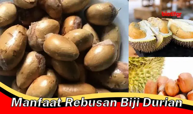 manfaat rebusan biji durian