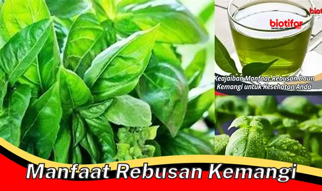 manfaat rebusan kemangi